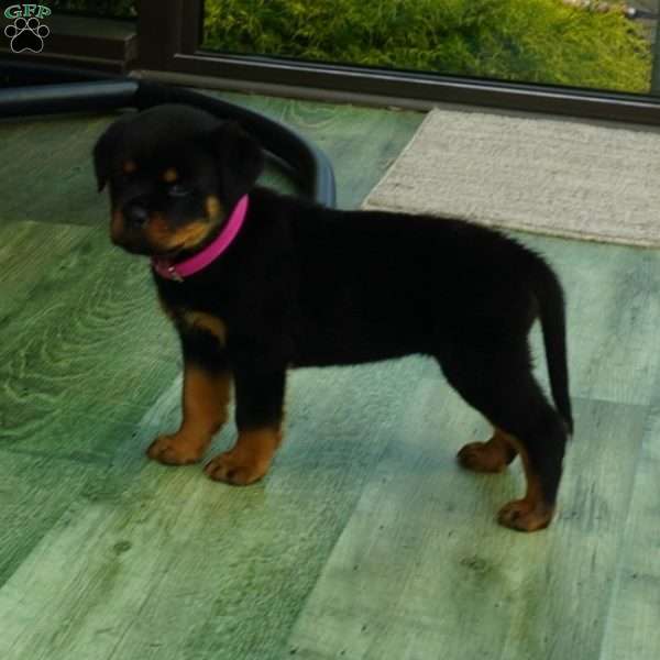 Remi, Rottweiler Puppy